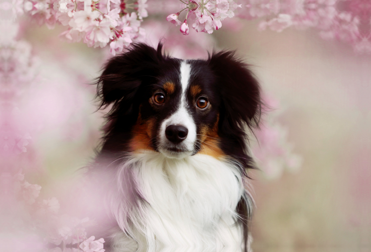 Australian Shepherd Tri Color