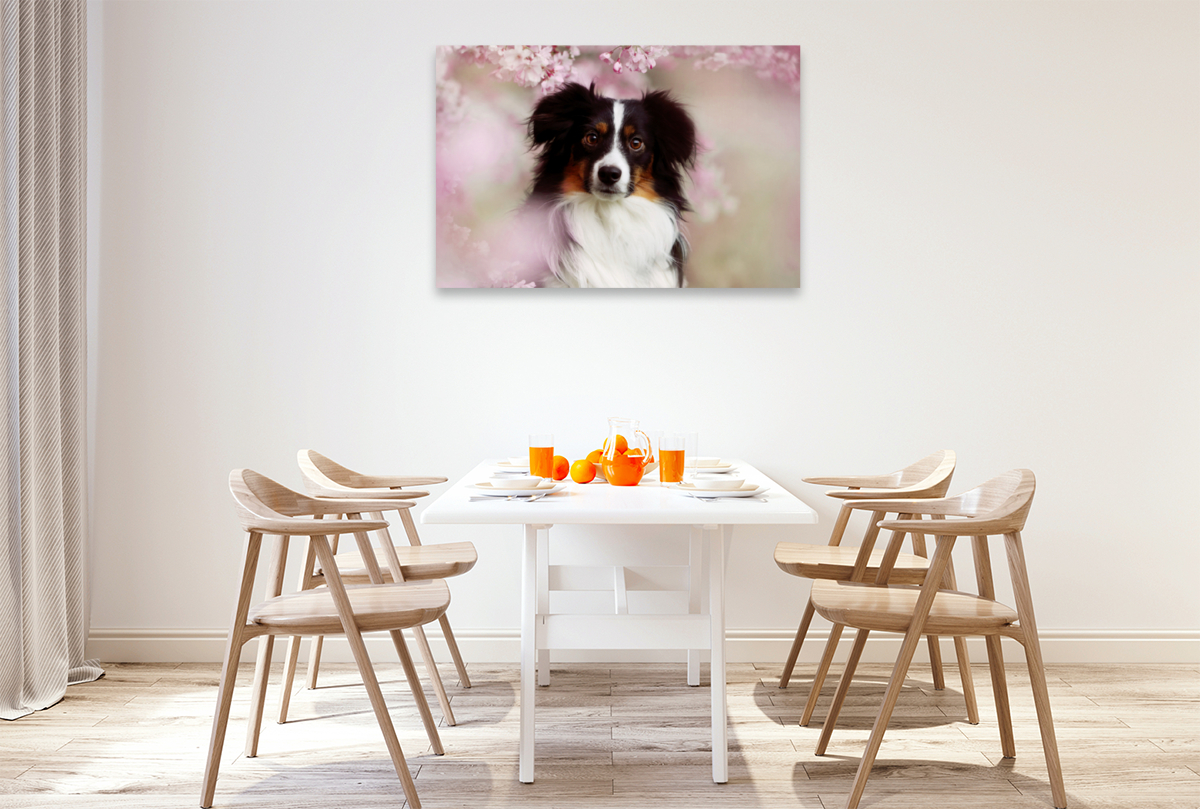 Australian Shepherd Tri Color