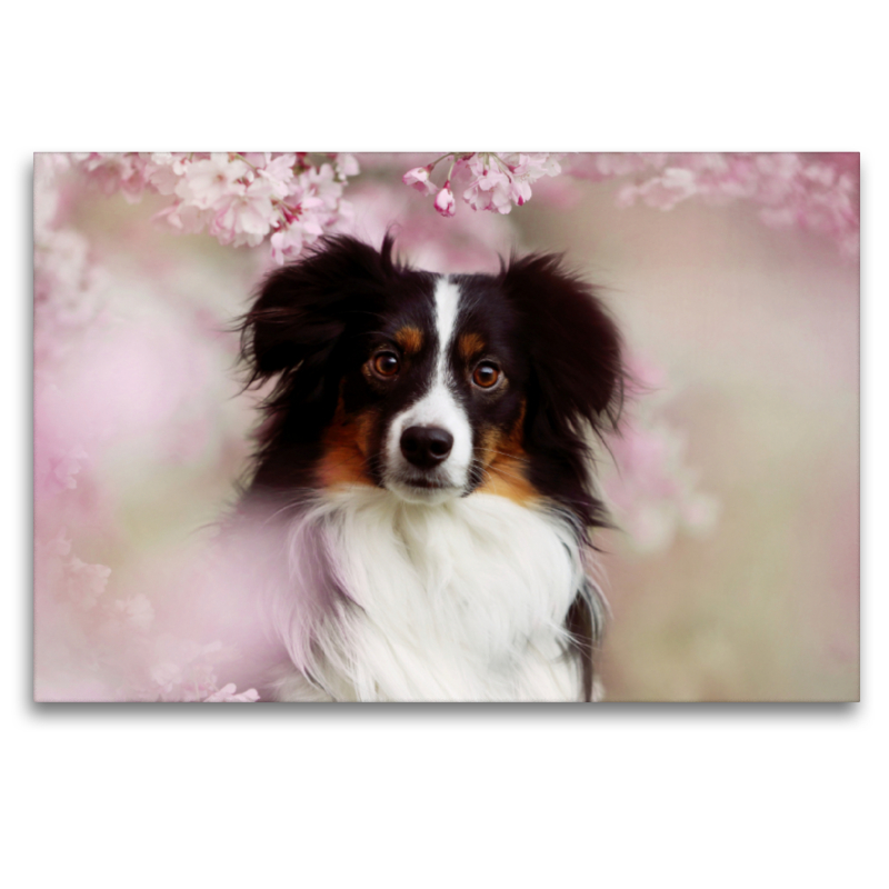 Australian Shepherd Tri Color