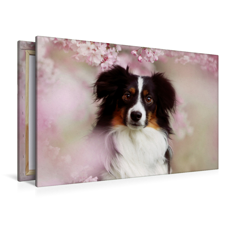 Australian Shepherd Tri Color