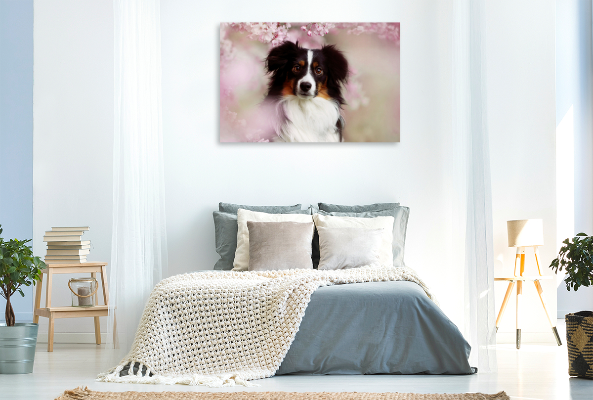 Australian Shepherd Tri Color