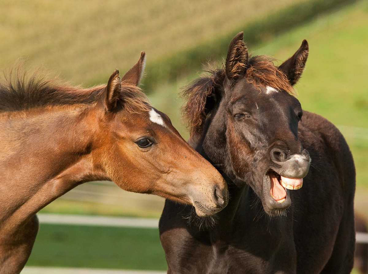 Rheinländer Warmblut Fohlen