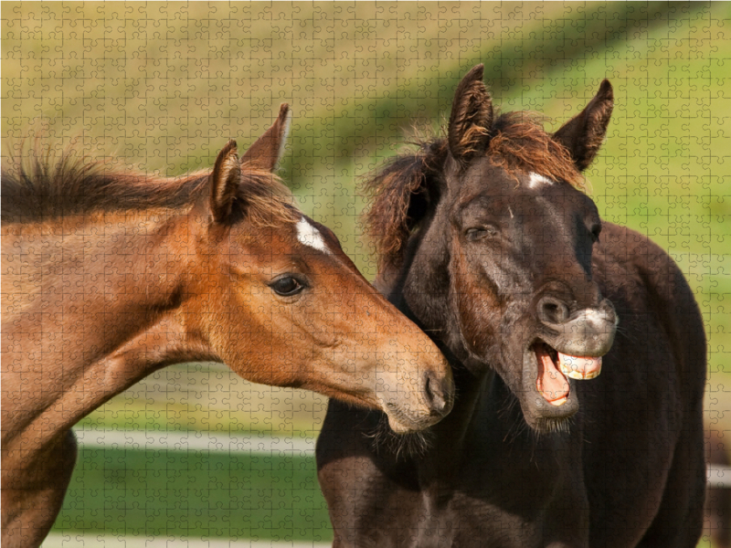 Rheinländer Warmblut Fohlen