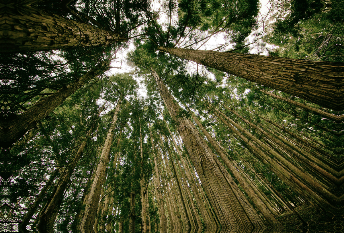 Aufblickend im Wald