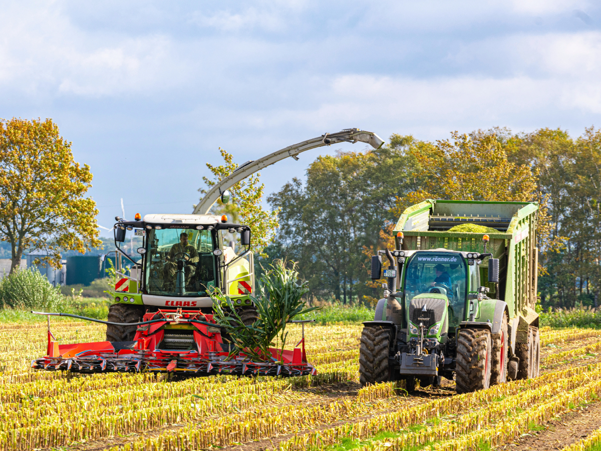 Claas Jaguar 950 und Fendt 724 Vario mit Fendt Tigo 65 XR D Ladewagen