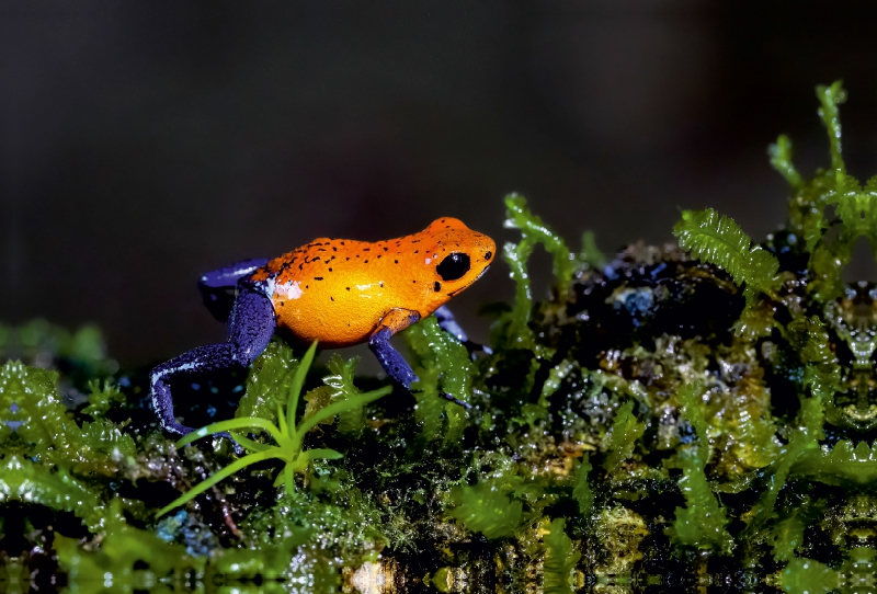 Erdbeerfrosch (Dendrobates pumilio)