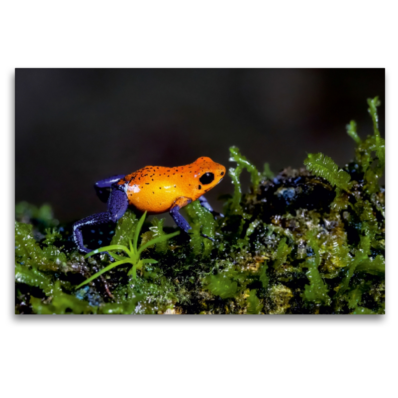 Erdbeerfrosch (Dendrobates pumilio)