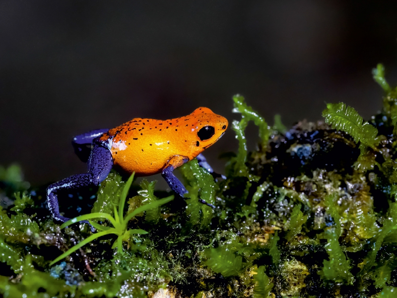 Erdbeerfrosch (Dendrobates pumilio)