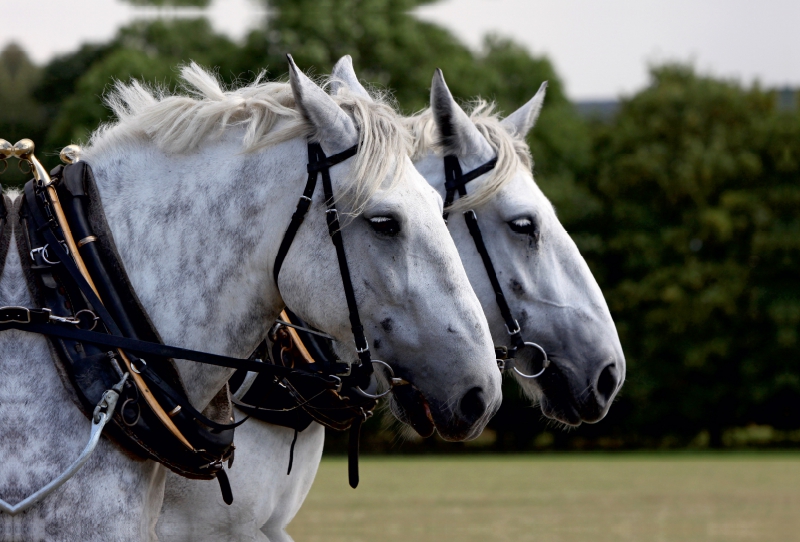 Percheron-Gespann