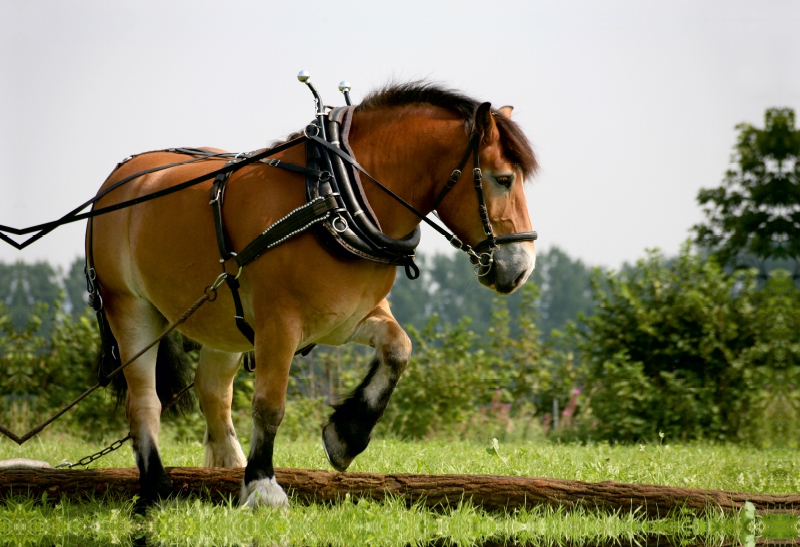 Calvendo Leinwand — Rückepferd bei der Arbeit