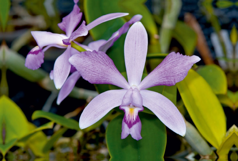 Cattleya violacea rosea anelata