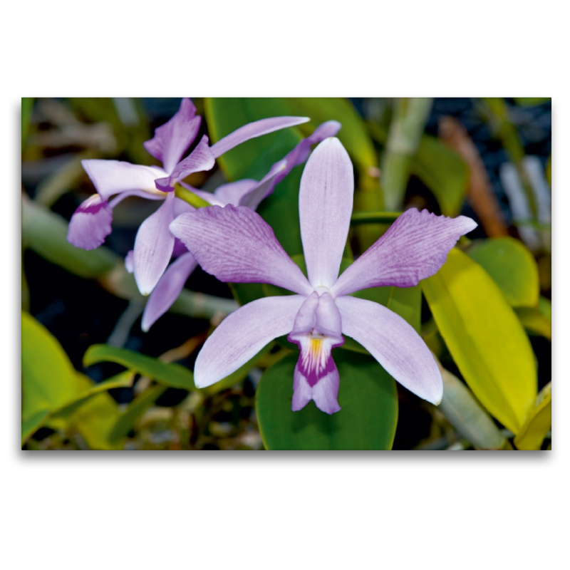 Cattleya violacea rosea anelata