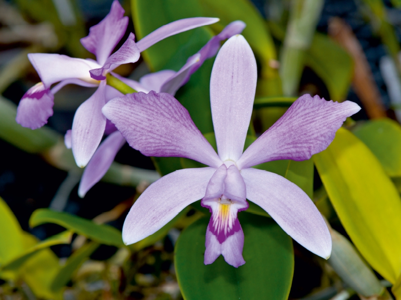 Cattleya violacea rosea anelata