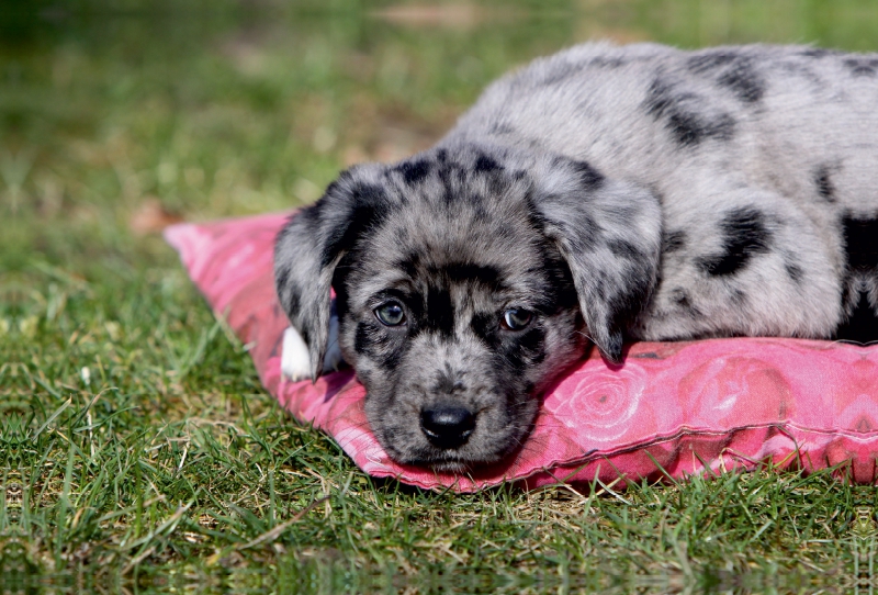 Australian Shepherd Mischlingswelpe