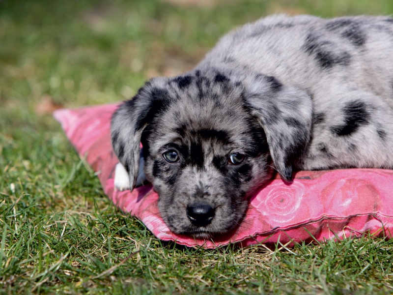 Australian Shepherd Mischlingswelpe