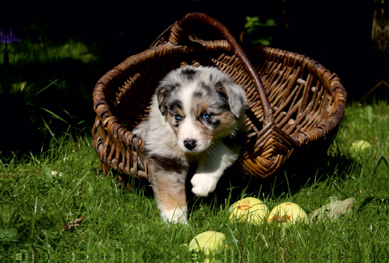 Australian Shepherd-Welpe