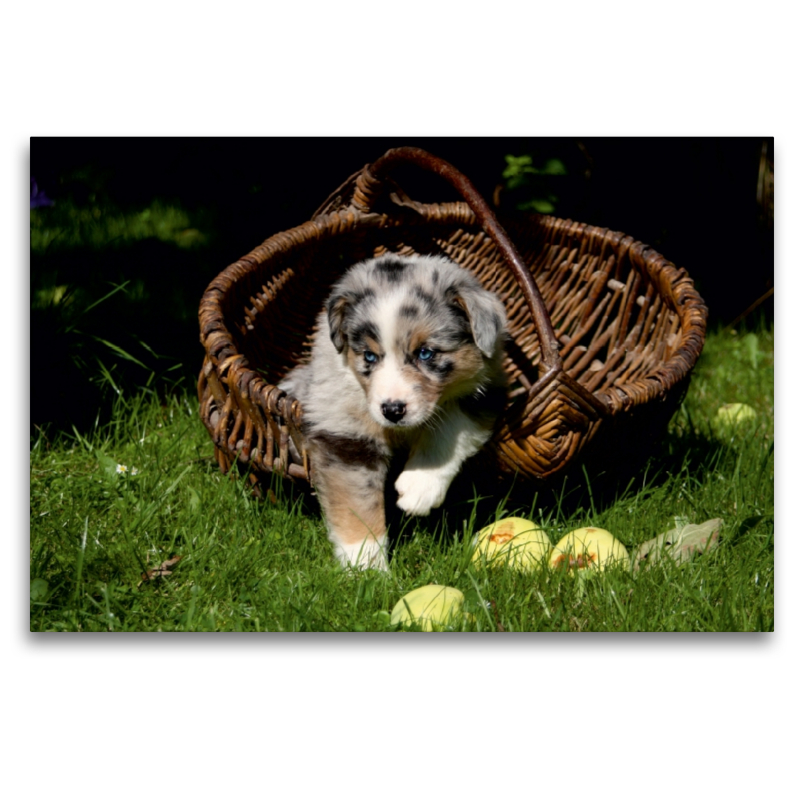 Australian Shepherd-Welpe