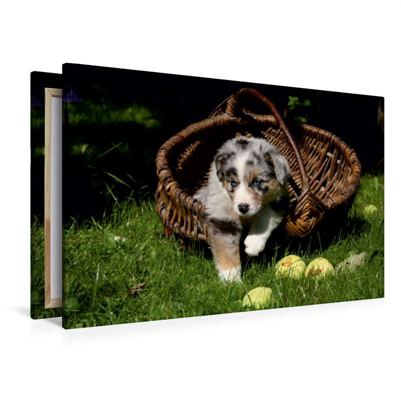 Australian Shepherd-Welpe