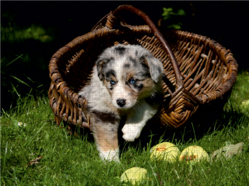 Australian Shepherd-Welpe