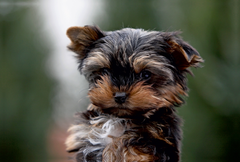 Yorkshire-Terrier Welpe