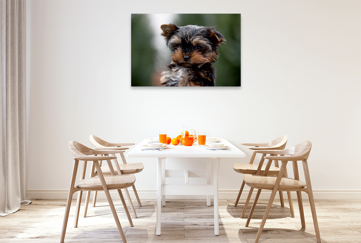 Yorkshire-Terrier Welpe