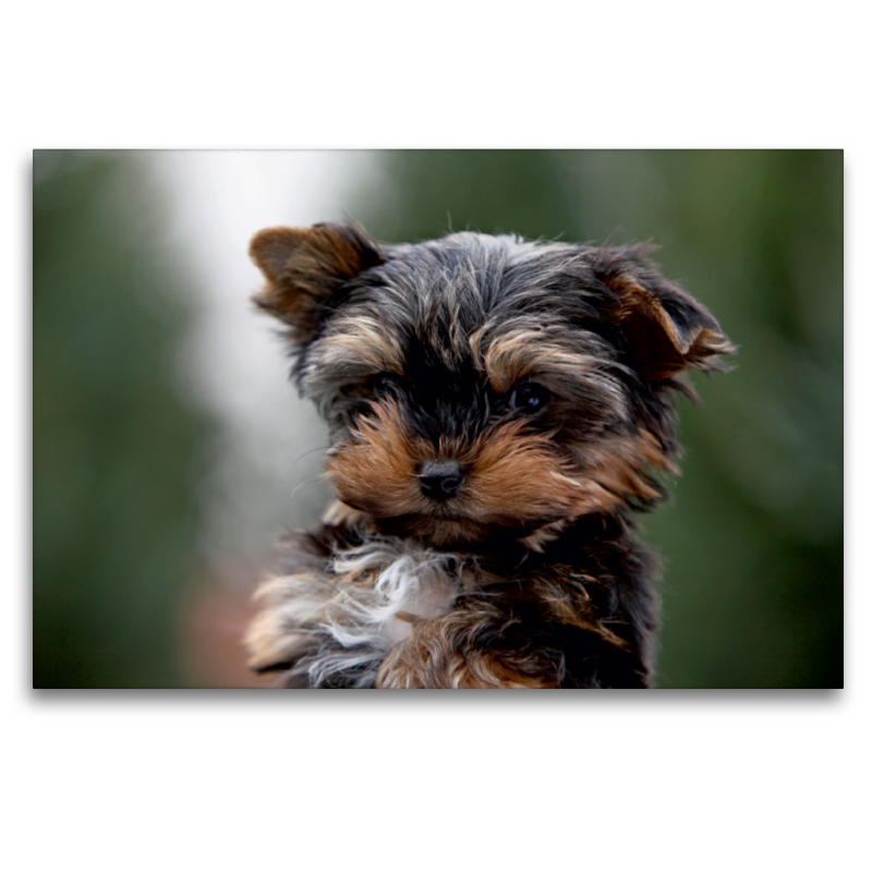 Yorkshire-Terrier Welpe