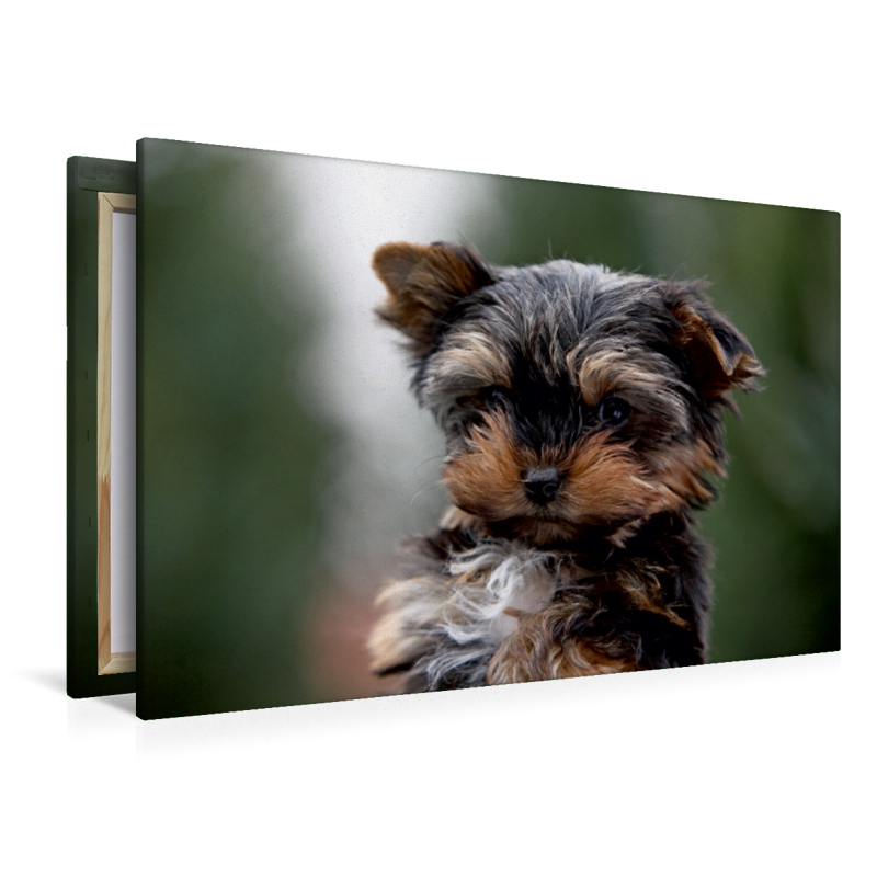 Yorkshire-Terrier Welpe