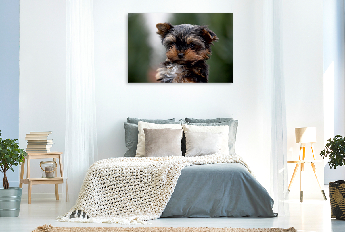 Yorkshire-Terrier Welpe