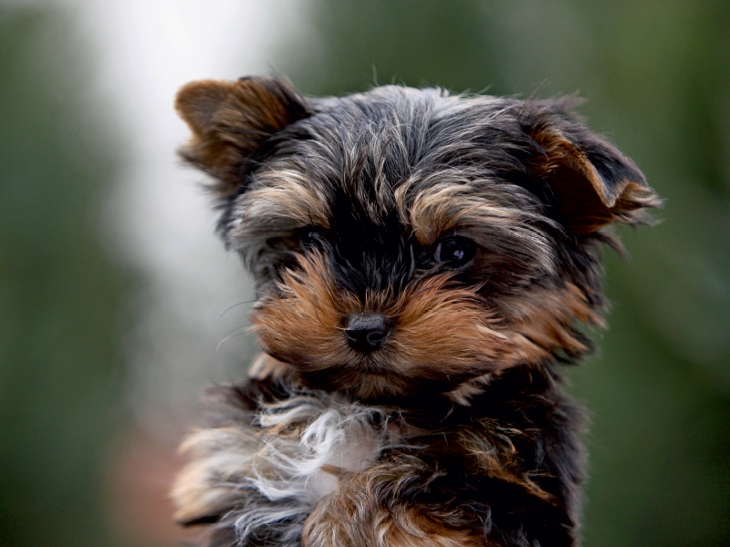 Yorkshire-Terrier Welpe