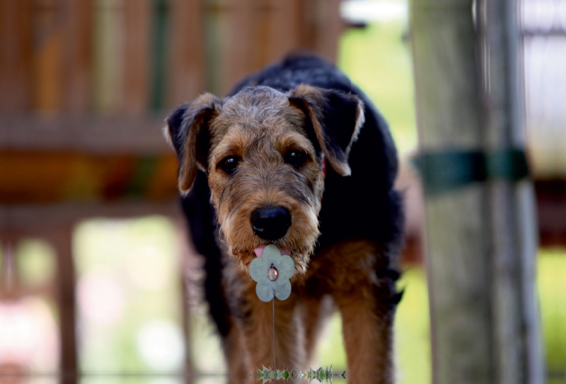 Airedale Terrier Welpe