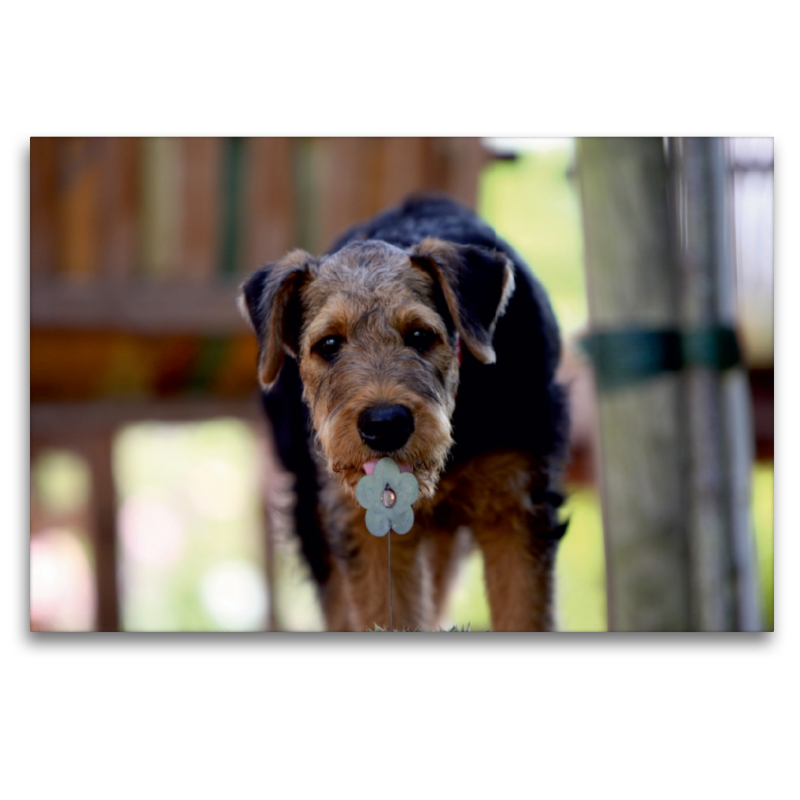 Airedale Terrier Welpe