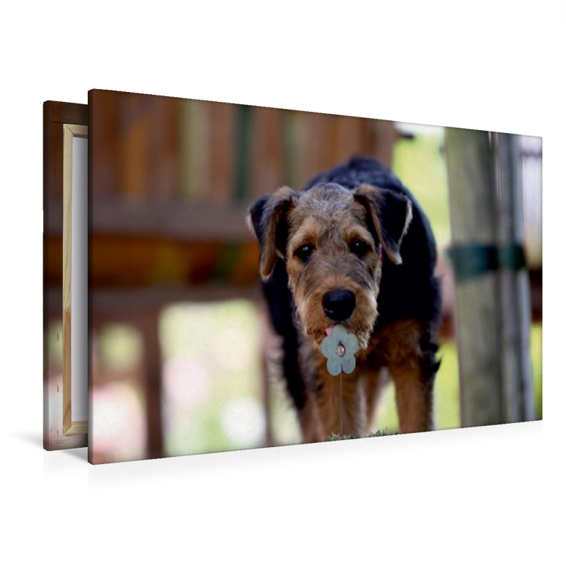 Airedale Terrier Welpe