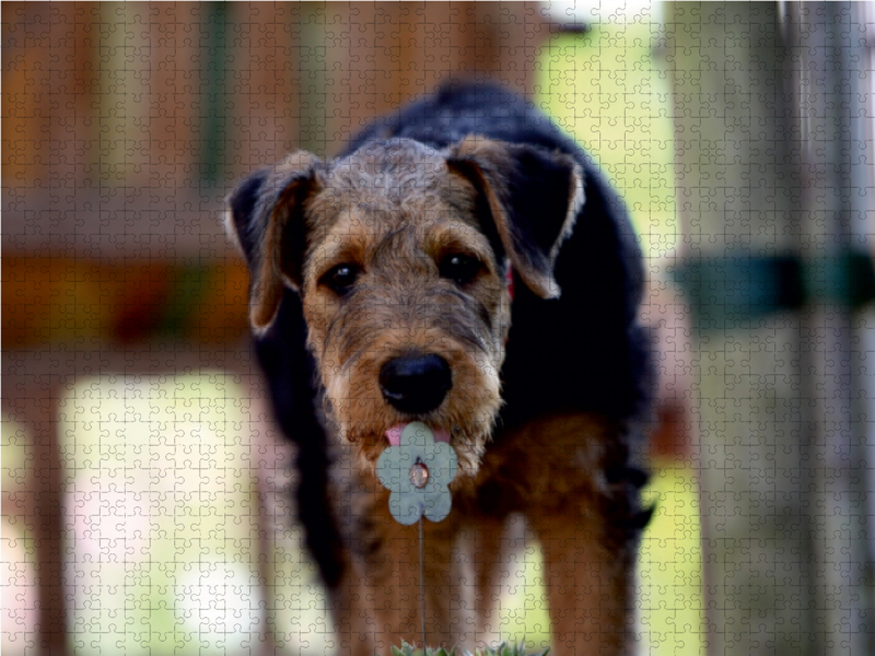 Airedale Terrier Welpe