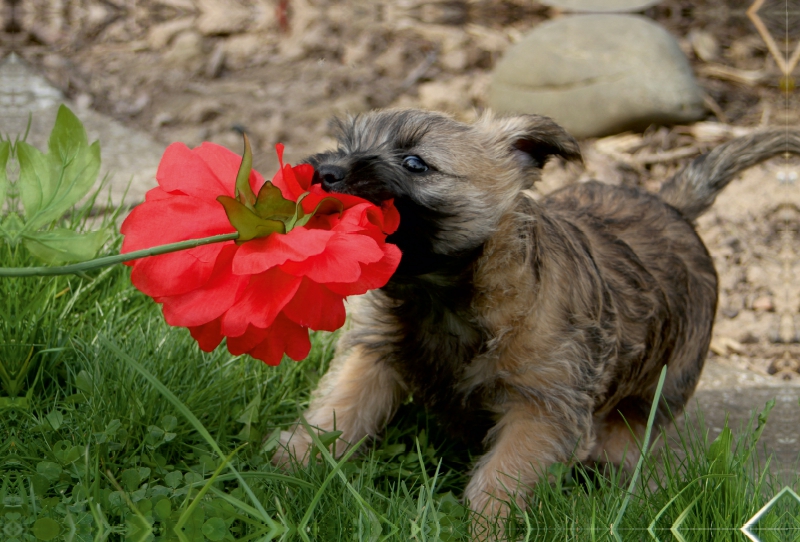 Cairn Terrier Welpe