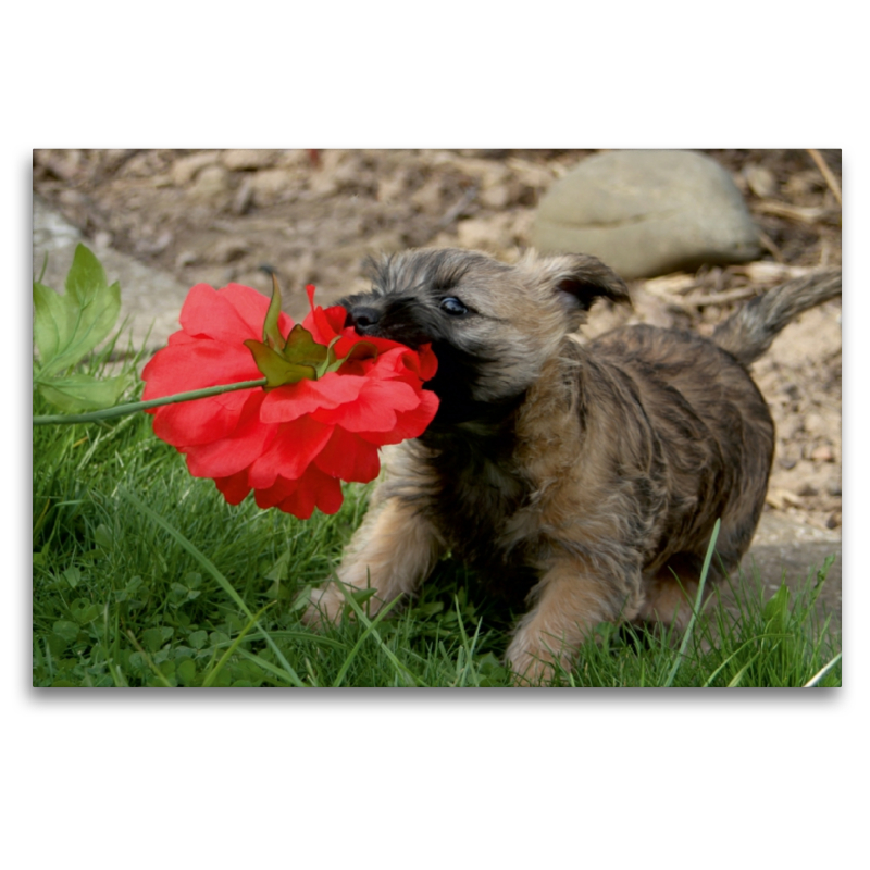 Cairn Terrier Welpe