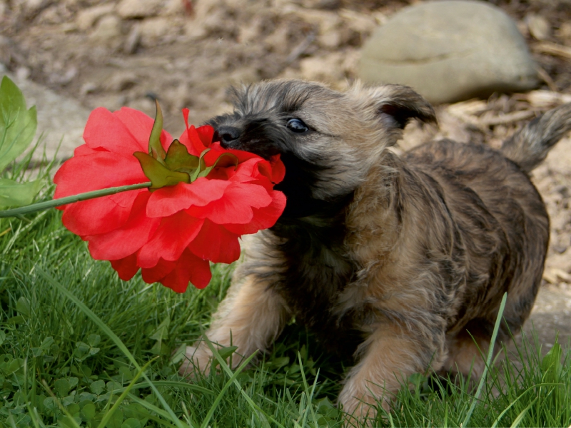 Cairn Terrier Welpe