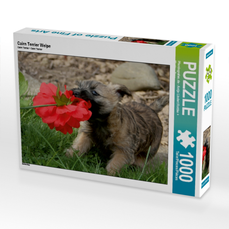 Cairn Terrier Welpe