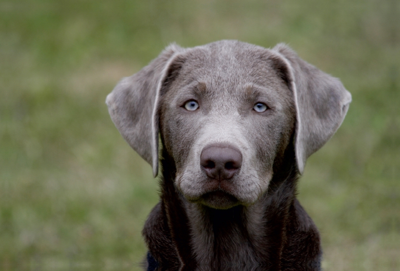 Labrador-Welpe