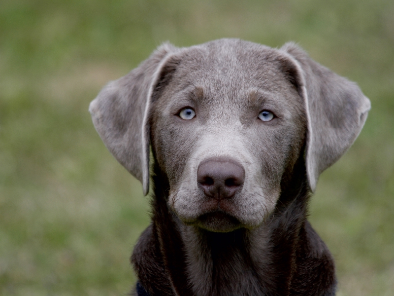 Labrador-Welpe