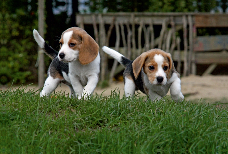 Beagle-Welpen