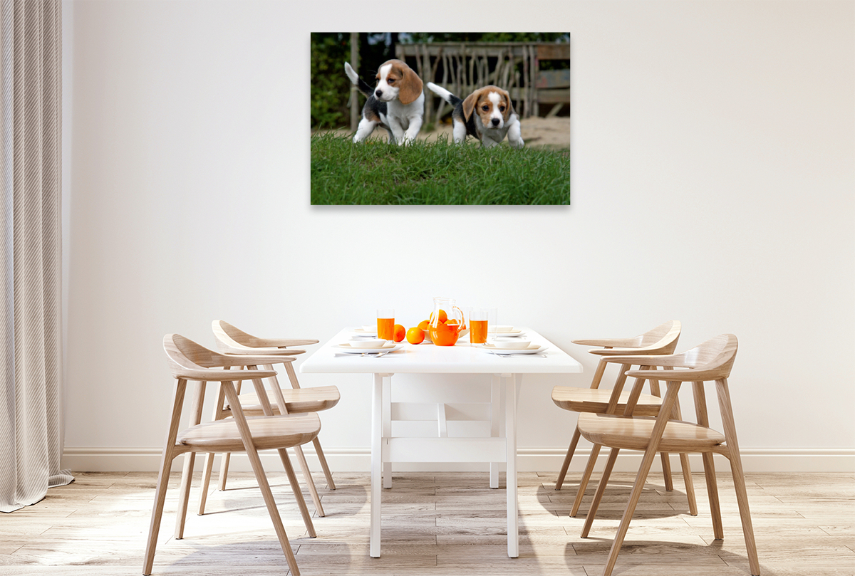 Beagle-Welpen