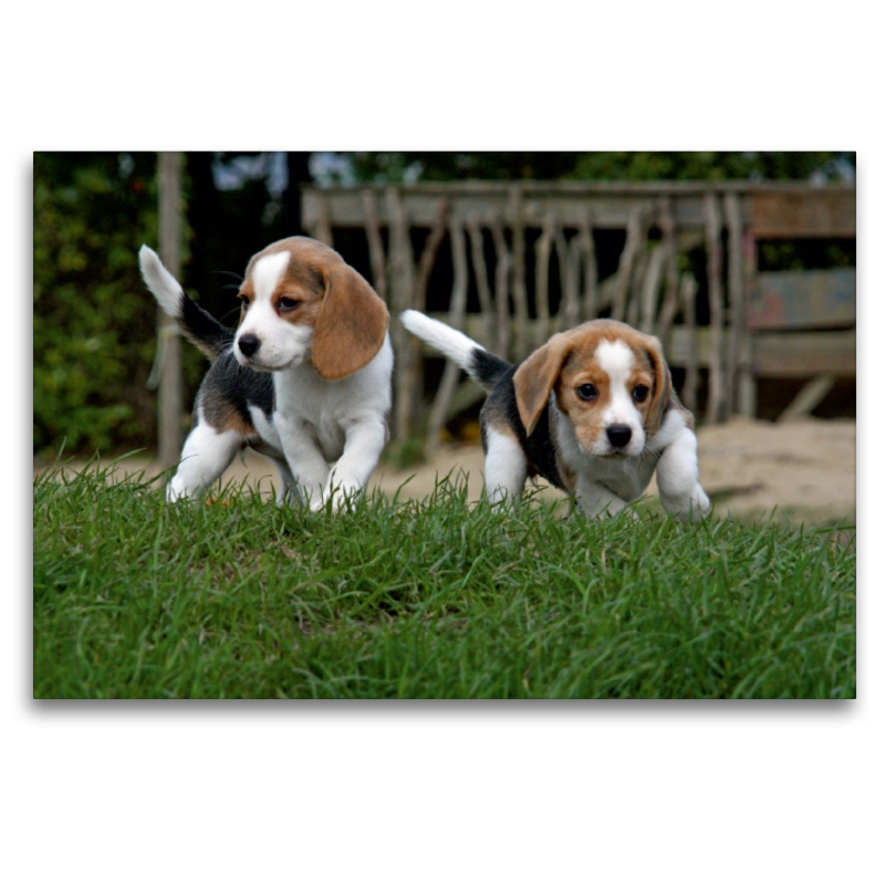 Beagle-Welpen