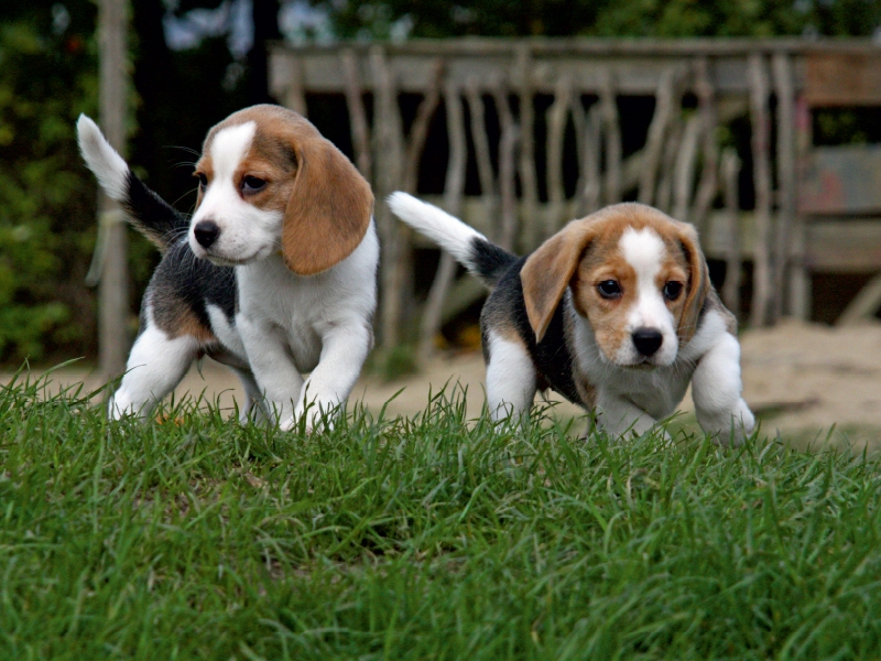 Beagle-Welpen