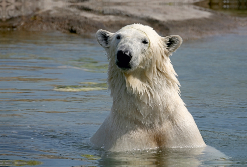 Eisbär