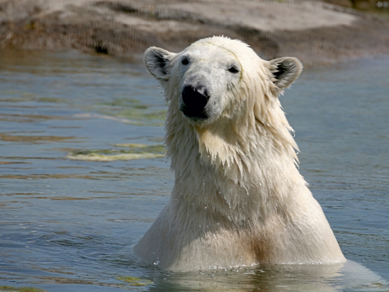 Eisbär