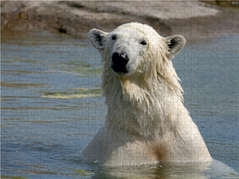 Eisbär