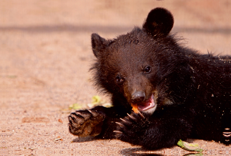 Kragenbär Baby