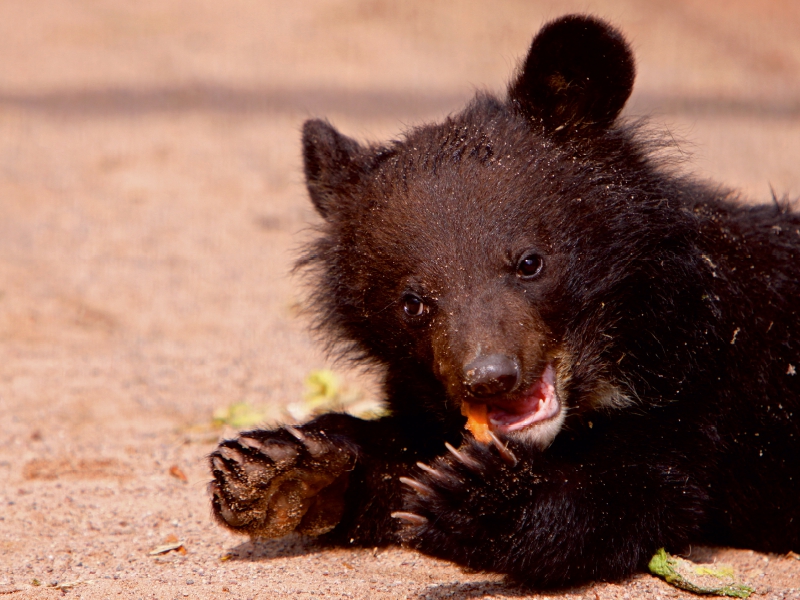 Kragenbär Baby