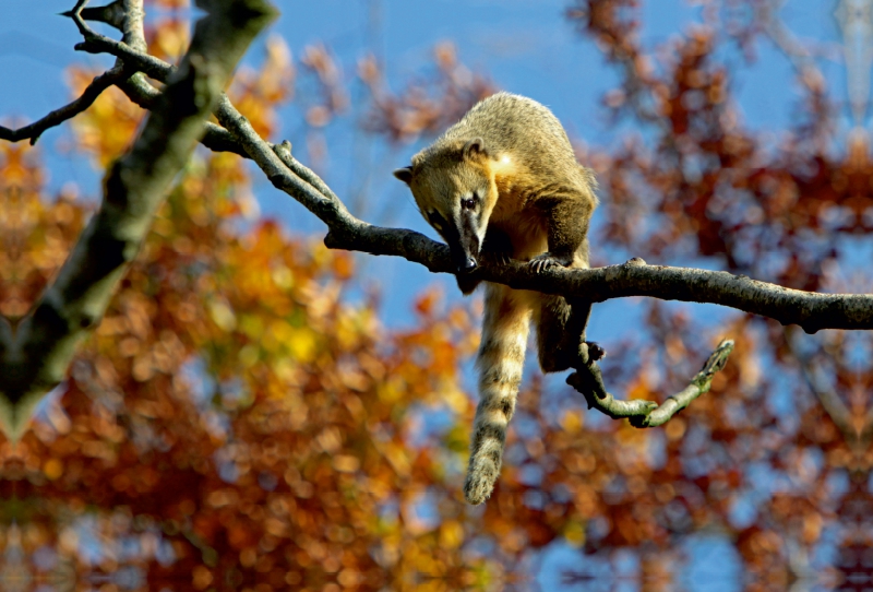 Südamerikanischer Nasenbär