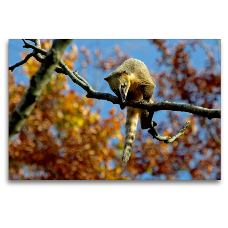 Südamerikanischer Nasenbär